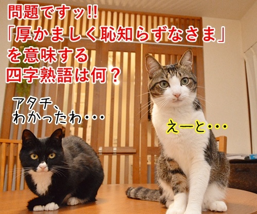 よいこのみんなッ　四字熟語クイズの時間だよッ！！　猫の写真で４コマ漫画　１コマ目ッ