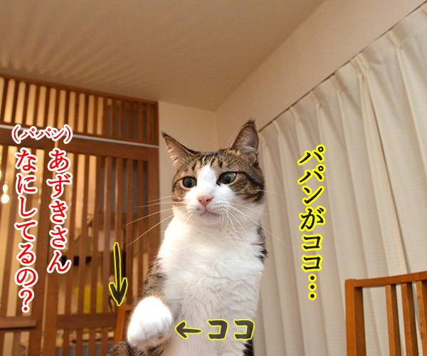 ボクがココで、パパンがココ　猫の写真で４コマ漫画　２コマ目ッ