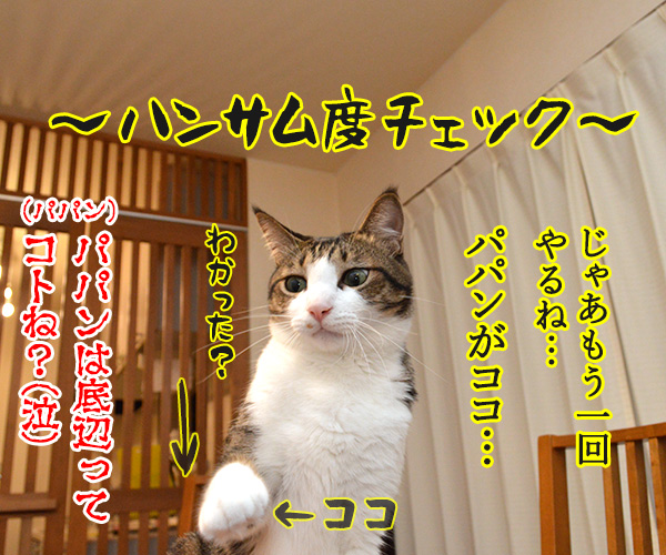 ボクがココで、パパンがココ　猫の写真で４コマ漫画　４コマ目ッ