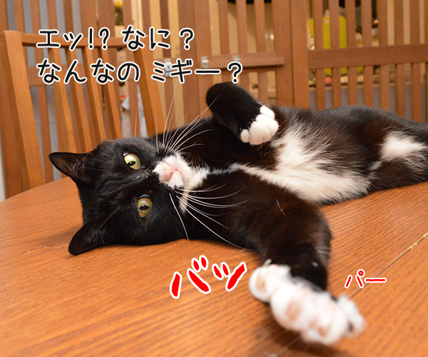 もしも「寄生獣」で寄生されたのが猫だったら？　猫の写真で４コマ漫画　２コマ目ッ