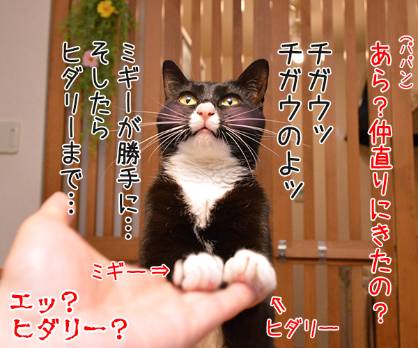 もしも「寄生獣」で寄生されたのが猫だったら？　猫の写真で４コマ漫画　４コマ目ッ