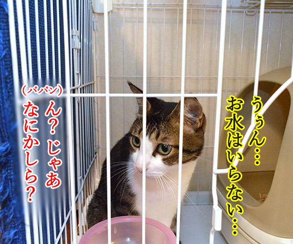 ゴハン、まだ？　猫の写真で４コマ漫画　２コマ目ッ