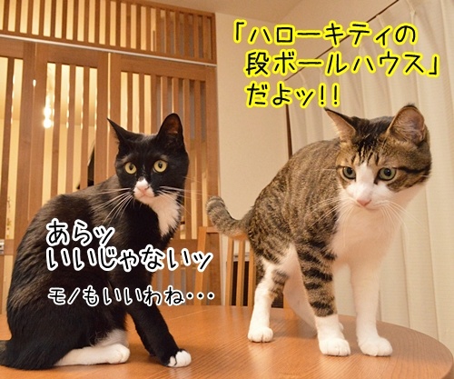 「パパンのきもち」９月号が届いたよッ　猫の写真で４コマ漫画　３コマ目ッ