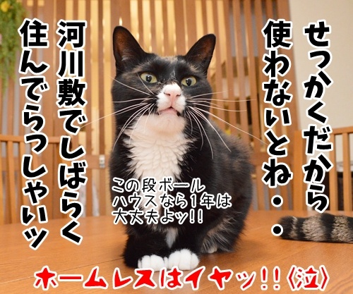 「パパンのきもち」９月号が届いたよッ　猫の写真で４コマ漫画　４コマ目ッ