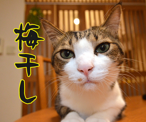 そんな顔になるよね　猫の写真で４コマ漫画　２コマ目ッ