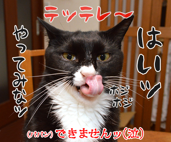 猫さんに弟子入りしてみたよ　猫の写真で４コマ漫画　４コマ目ッ