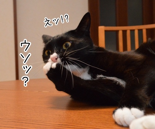 そんなに驚かなくたっていいじゃない　猫の写真で４コマ漫画　１コマ目ッ