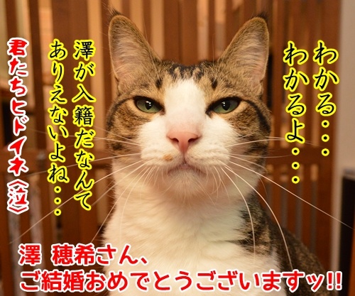 そんなに驚かなくていいじゃない　猫の写真で４コマ漫画　４コマ目ッ