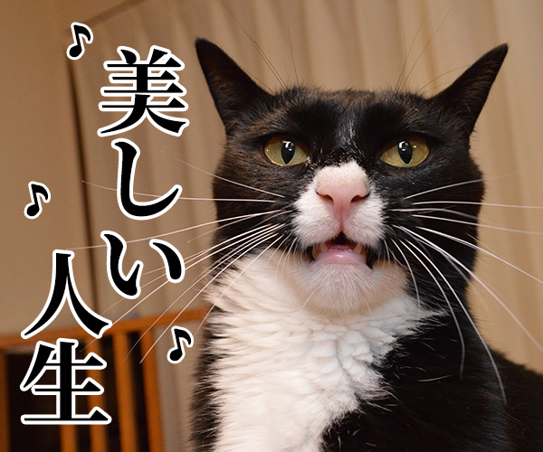 愛のメモリー（カバーアルバム「AZUDAI」より）　猫の写真で４コマ漫画　１コマ目ッ