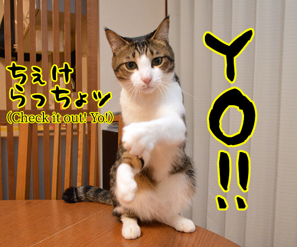 愛のメモリー（カバーアルバム「AZUDAI」より）　猫の写真で４コマ漫画　２コマ目ッ