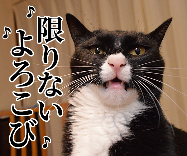 愛のメモリー（カバーアルバム「AZUDAI」より）　猫の写真で４コマ漫画　３コマ目ッ