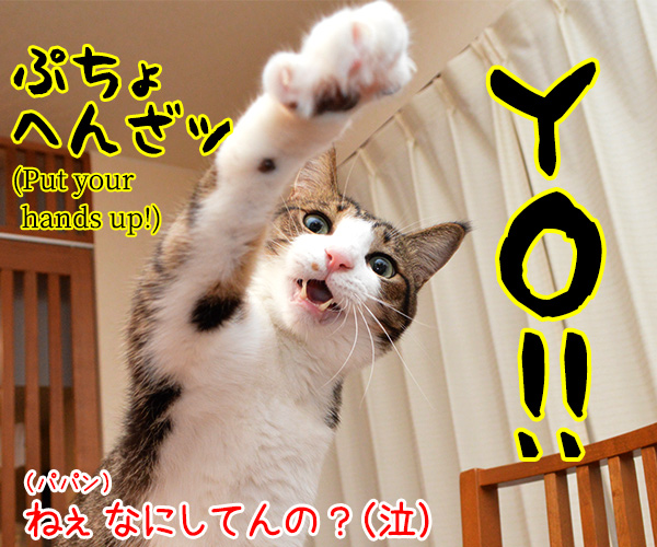 愛のメモリー（カバーアルバム「AZUDAI」より）　猫の写真で４コマ漫画　４コマ目ッ