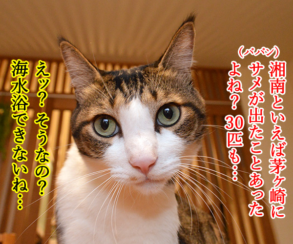 暑いから海でも行っちゃう？　猫の写真で４コマ漫画　２コマ目ッ