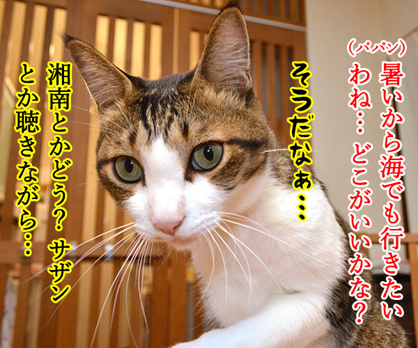 暑いから海でも行っちゃう？　猫の写真で４コマ漫画　１コマ目ッ