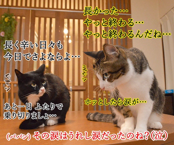 今日で夏休みもおわり…　猫の写真で４コマ漫画　４コマ目ッ