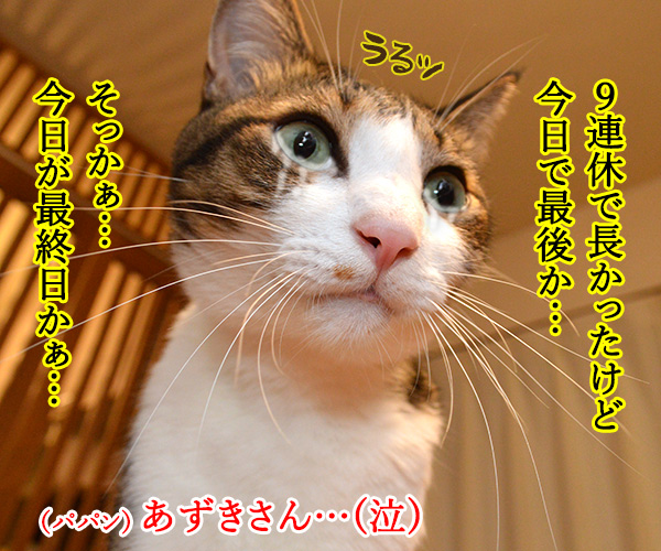 今日で夏休みもおわり…　猫の写真で４コマ漫画　２コマ目ッ