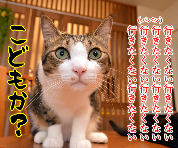 パパン今日から仕事なの　猫の写真で４コマ漫画　２コマ目ッ