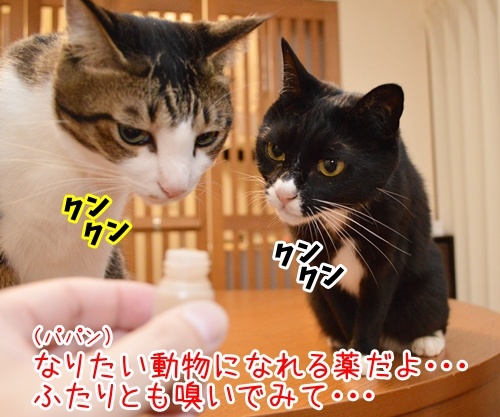 なりたい動物になれるクスリ