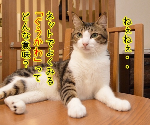 「ぐうかわ」ってどんな意味なの？　猫の写真で４コマ漫画　１コマ目ッ