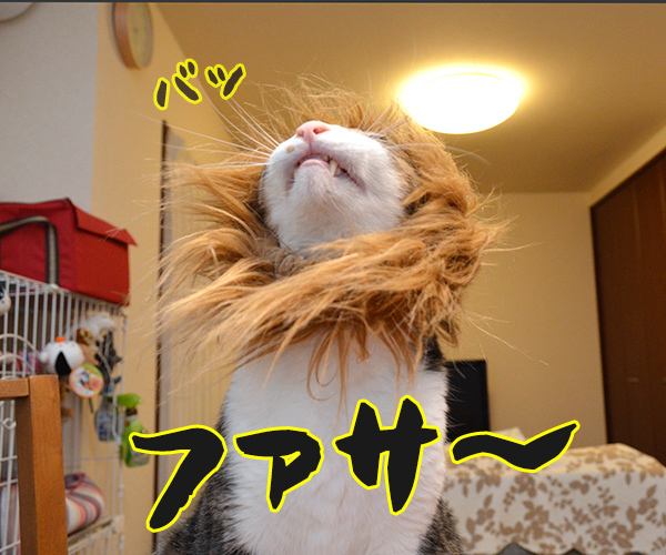 かまやつヘアーは　猫の写真で４コマ漫画　１コマ目ッ