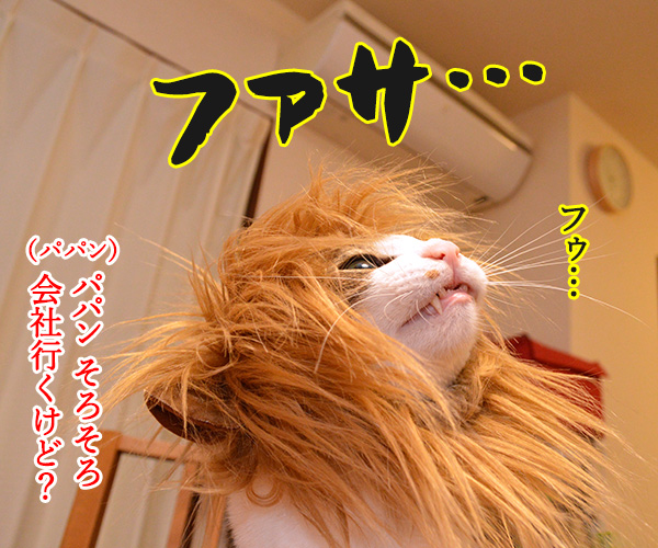 かまやつヘアーは　猫の写真で４コマ漫画　３コマ目ッ