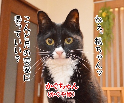 あのＣＭ「かぐや姫の帰省」篇　　猫の写真で４コマ漫画　１コマ目ッ