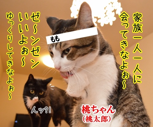 あのＣＭ「かぐや姫の帰省」篇　　猫の写真で４コマ漫画　２コマ目ッ