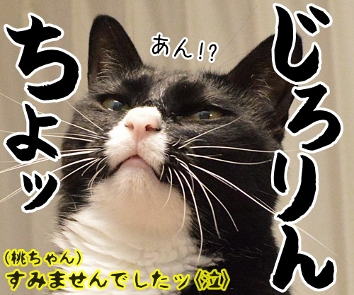 あのＣＭ「かぐや姫の帰省」篇　　猫の写真で４コマ漫画　４コマ目ッ