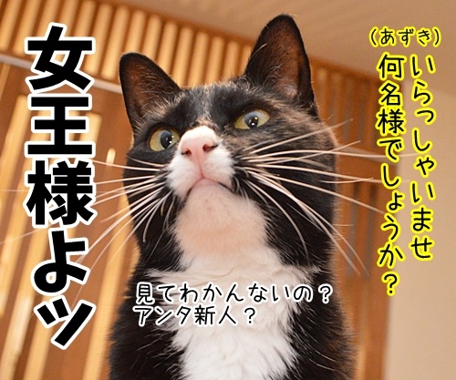 アルバイト初日（あずき篇）　猫の写真で４コマ漫画　２コマ目ッ