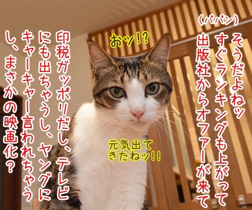 のっぴきならない内に…　猫の写真で４コマ漫画　３コマ目ッ