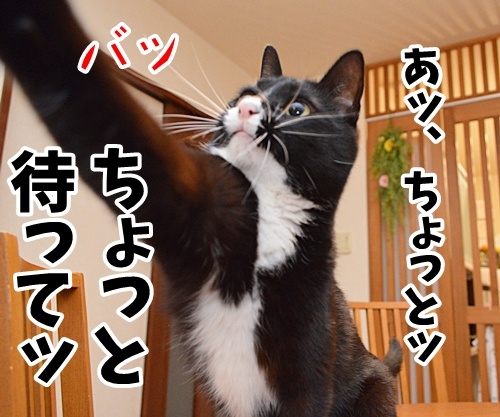 さあ、ボクと一緒にココから…　猫の写真で４コマ漫画　３コマ目ッ