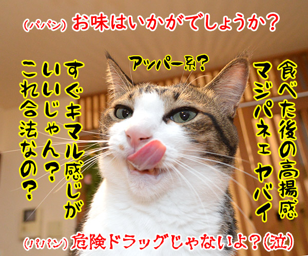 初めての「ちゅ～る」お味はいかが？　猫の写真で４コマ漫画　３コマ目ッ