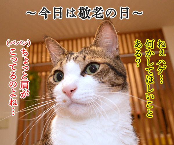 敬老の日にしてあげる事と言えば…　猫の写真で４コマ漫画　１コマ目ッ