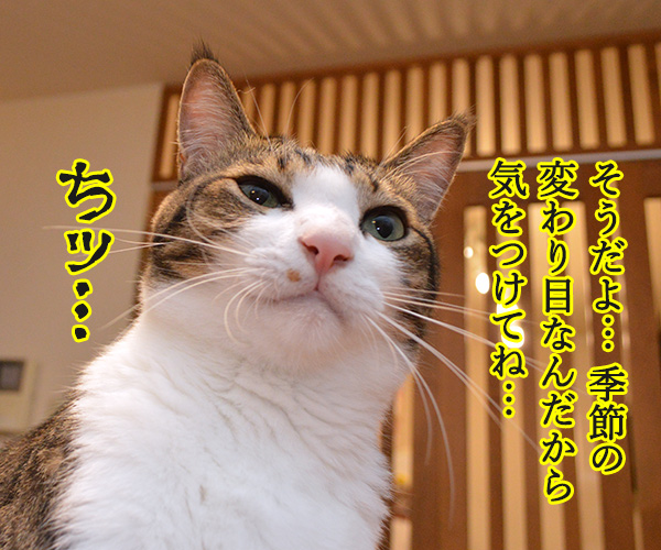 ふたりがやさしい理由　猫の写真で４コマ漫画　２コマ目ッ