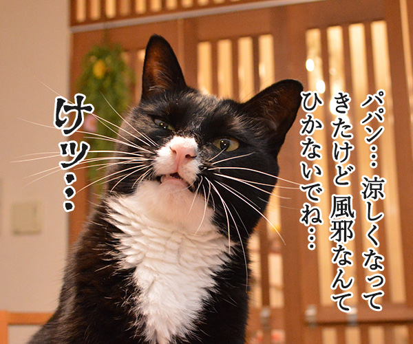 ふたりがやさしい理由　猫の写真で４コマ漫画　１コマ目ッ