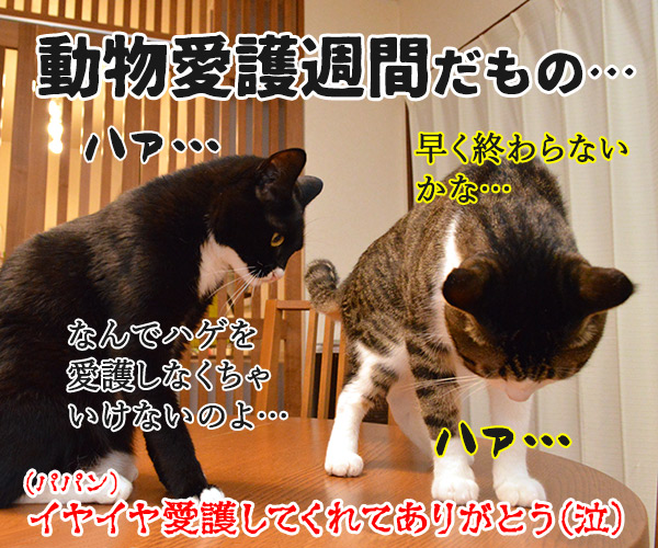 ふたりがやさしい理由　猫の写真で４コマ漫画　４コマ目ッ