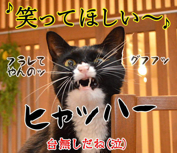 恋人よ（五輪真弓）　猫の写真で４コマ漫画　４コマ目ッ