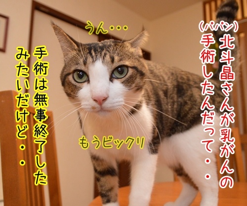 北斗晶さん、早く良くなってね　猫の写真で４コマ漫画　１コマ目ッ