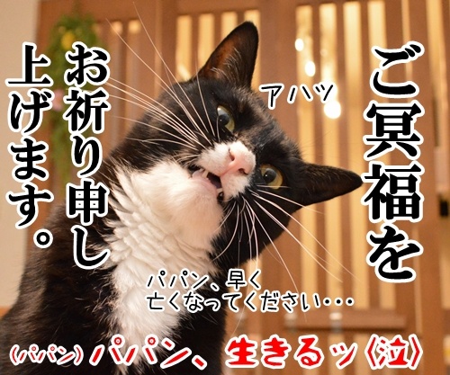 北斗晶さん、早く良くなってね　猫の写真で４コマ漫画　４コマ目ッ