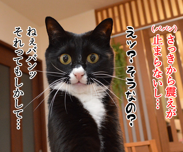 だいずさんにはわかるパパンの症状　猫の写真で４コマ漫画　３コマ目ッ