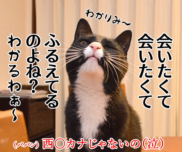 だいずさんにはわかるパパンの症状　猫の写真で４コマ漫画　４コマ目ッ