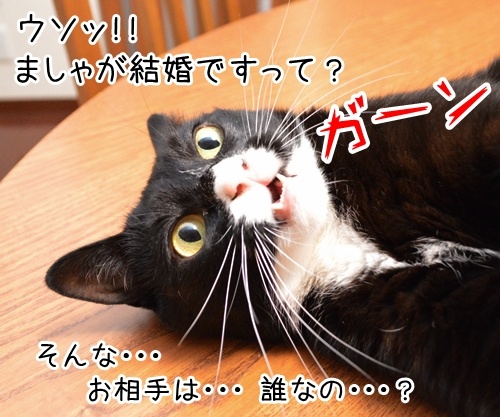 9月28日のできごと　猫の写真で４コマ漫画　２コマ目ッ