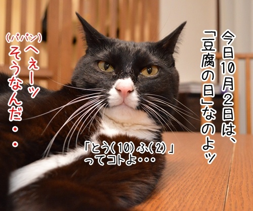 10月2日は「豆腐の日」なのよ　猫の写真で４コマ漫画　１コマ目ッ