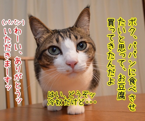 10月2日は「豆腐の日」なのよ　猫の写真で４コマ漫画　２コマ目ッ