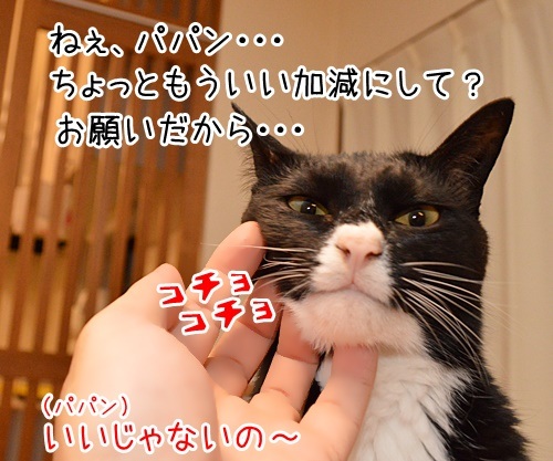 いい加減にして？　猫の写真で４コマ漫画　３コマ目ッ