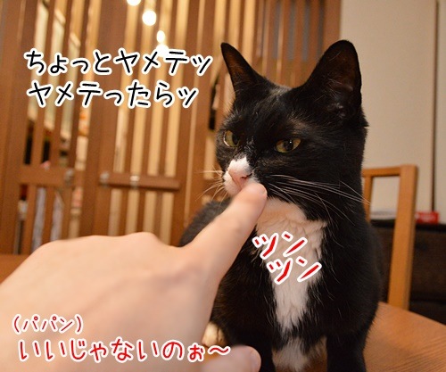 いい加減にして？　猫の写真で４コマ漫画　２コマ目ッ