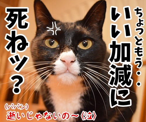 いい加減にして？　猫の写真で４コマ漫画　４コマ目ッ