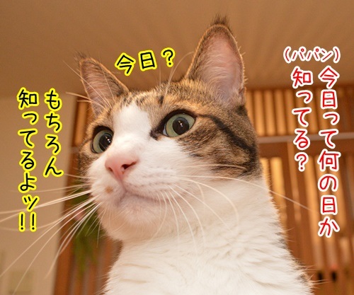 今日は何の日か知ってる？　猫の写真で４コマ漫画　１コマ目ッ