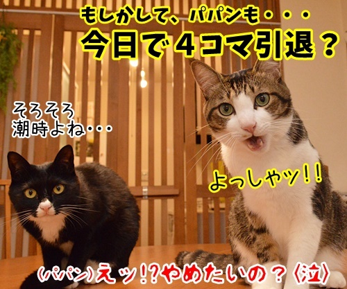 今日は何の日か知ってる？　猫の写真で４コマ漫画　４コマ目ッ