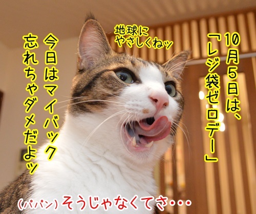 今日は何の日か知ってる？　猫の写真で４コマ漫画　２コマ目ッ